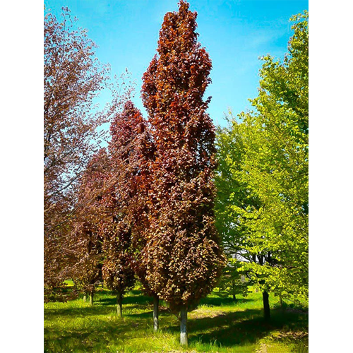 Bukas paprastasis ‘RED OBELISK’