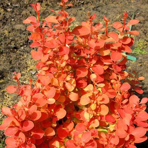 Raugerškis tunbergo ‘ORANGE ICE’ - Image 2