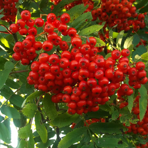 Šermukšnis paprastasis ‘PENDULA’