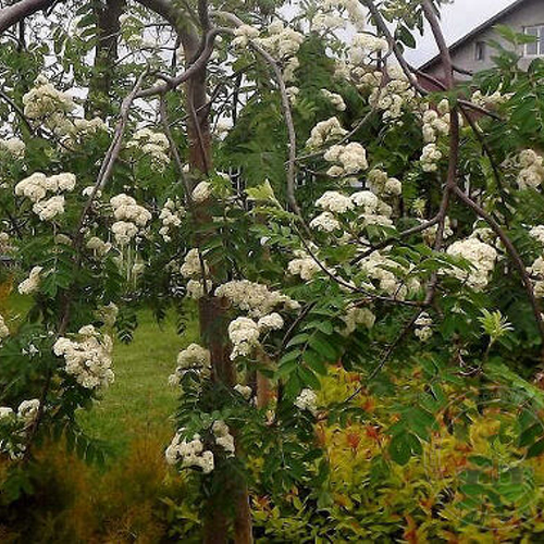Šermukšnis paprastasis ‘PENDULA’ - Image 3