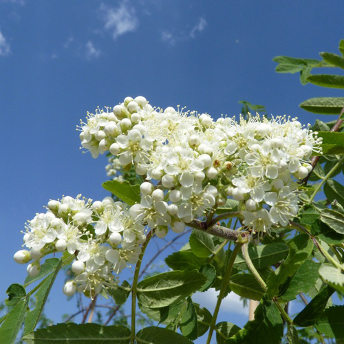 Šermukšnis paprastasis ‘PENDULA’ - Image 4