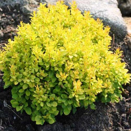 Raugerškis tunbergo ‘TINY GOLD’ - Image 2