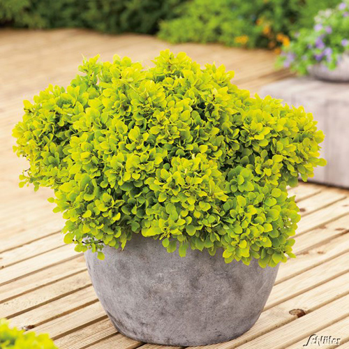 Raugerškis tunbergo ‘TINY GOLD’ - Image 3