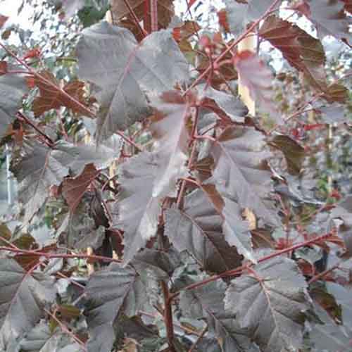 Beržas karpotasis ‘PURPUREA’ - Image 2