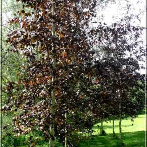 Beržas karpotasis ‘PURPUREA’