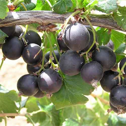Serbentinis agrastas ‘JOŠTA’ - Image 2
