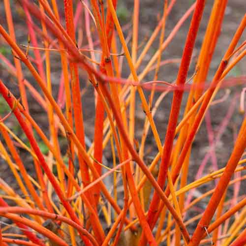 Sedula raudonoji ‘ANNY’S WINTER ORANGE’ - Image 3