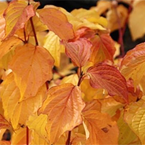Sedula raudonoji ‘ANNY’S WINTER ORANGE’ - Image 2