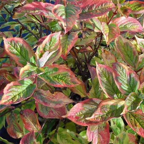 Veigėlė gražiažiedė „NANA VARIEGATA“ - Image 2