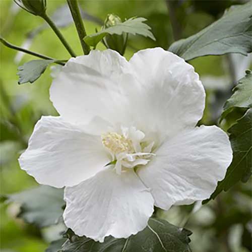 Hibiskas sirinis (Kinrožė) ‘FLOWER TOWER WHITE’ - Image 2