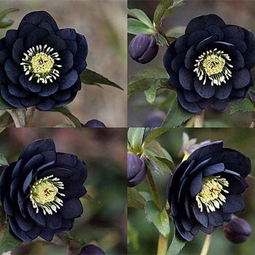 Eleboras (sin. čėras, Kalėdų rožė) kaukazinis ‘MAGIC DOUBLE BLACK’ - Image 2