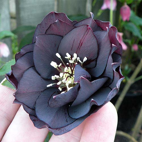 Eleboras (sin. čėras, Kalėdų rožė) kaukazinis ‘MAGIC DOUBLE BLACK’ - Image 3