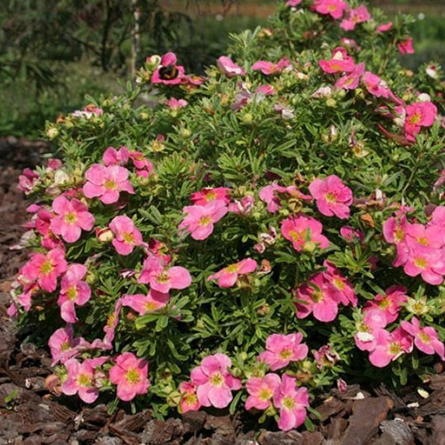 Sidabrakrūmis paprastasis ‘BELLISIMA’ - Image 2