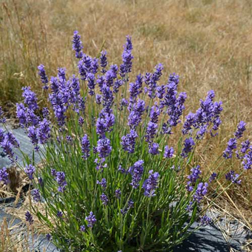 Levanda tikroji ‘HIDCOTE’ - Image 2
