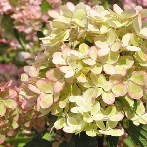 Hortenzija šluotelinė ‘PASTELGREEN® ('Renxolor'PBR) - Image 3