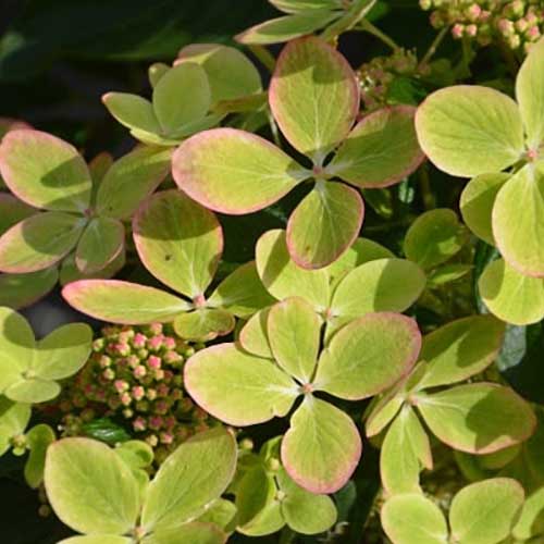Hortenzija šluotelinė ‘PASTELGREEN® ('Renxolor'PBR) - Image 4
