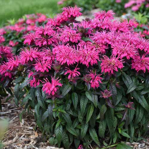 Monarda ‘SUGAR BUZZ® BERRY TAFFY’ - Image 2