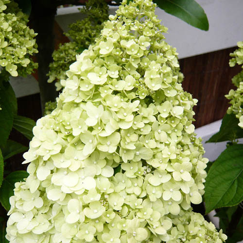 Hortenzija šluotelinė ‘LIMELIGHT’ - Image 3