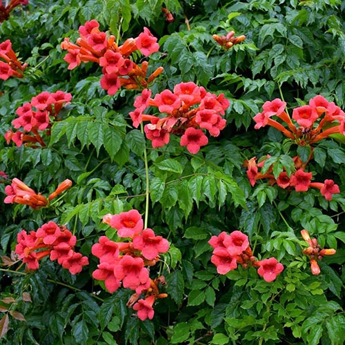 Ląstūnė stambiažiedė ‘FLAMENCO’ - Image 2