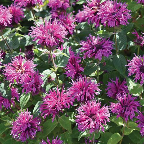 Monarda ‘SUGAR BUZZ® BEE FREE’ - Image 2