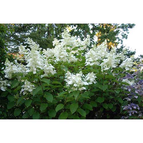 Hortenzija šluotelinė ‘WHITE LADY’ - Image 3