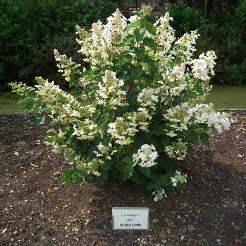 Hortenzija šluotelinė ‘WHITE LADY’ - Image 2