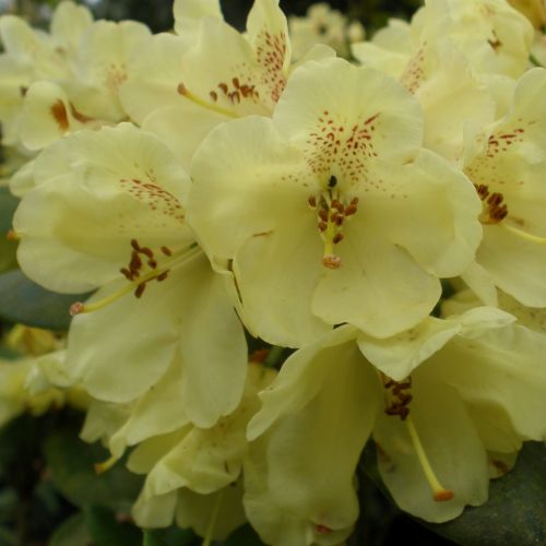 Rododendras ‘GOLDKRONE’ - Image 2