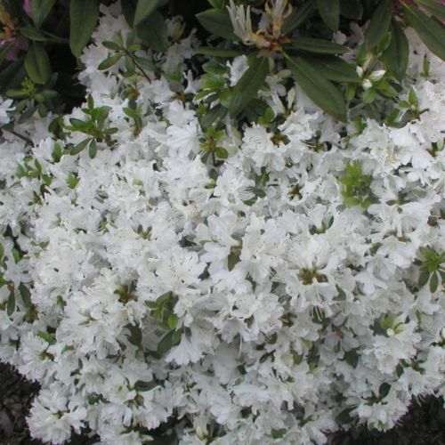 Azalija japoninė ‘KERMESINA ALBA’ - Image 2