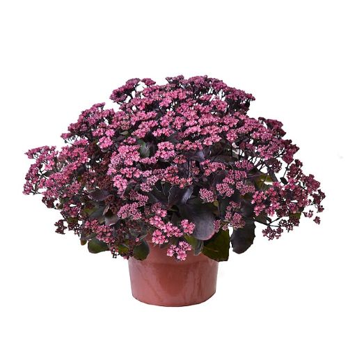 Šilokas ‘GLOBE PURPLE’ - Image 2